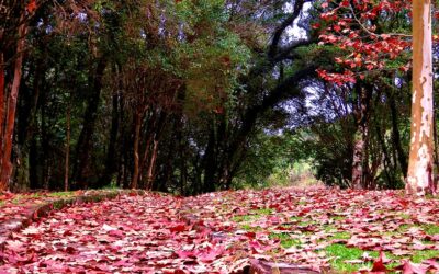 A poesia na Criação, por José Isaac Pilati